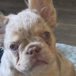 Bella, the Legendary Pathway guide — a fluffy cream French Bulldog